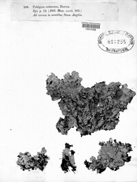 Peltigera rufescens image